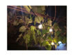 Imagen de Guirnaldas Guía De Luces Led 25 + 2 Exterior 7 Metros